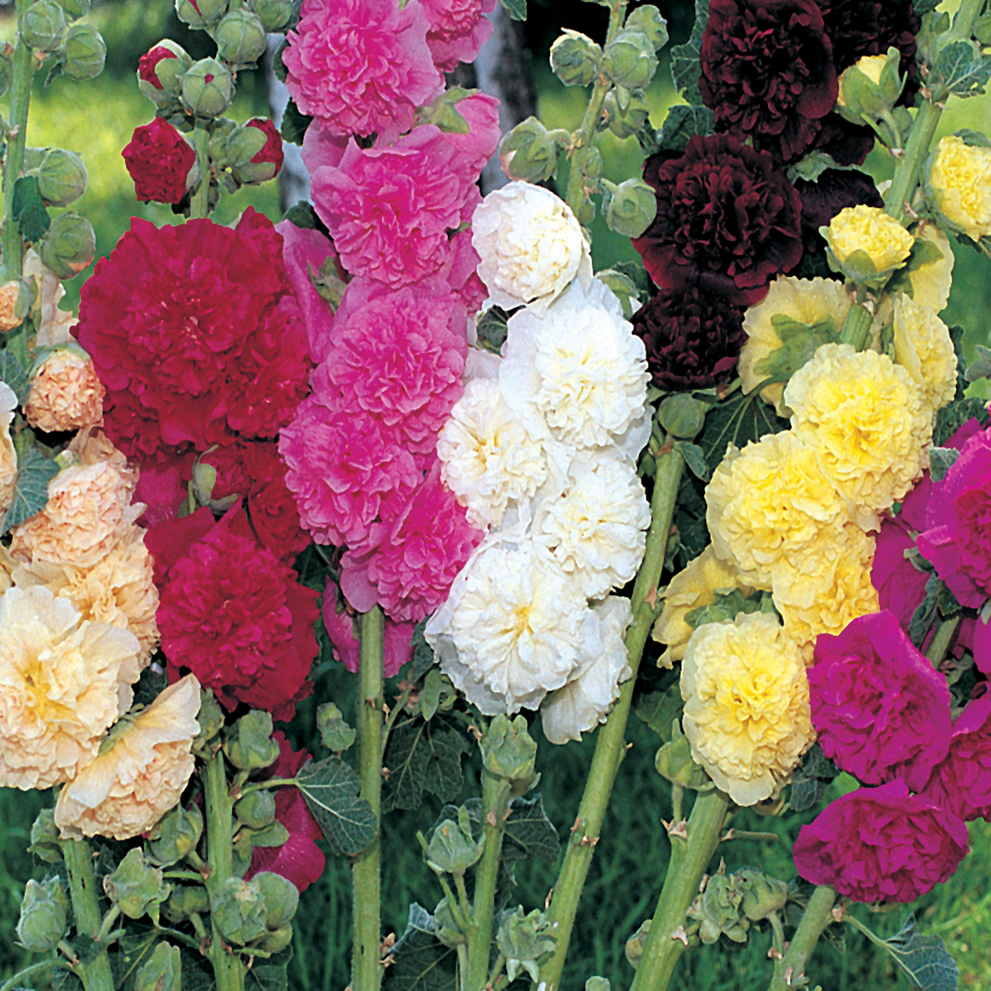 250 Seeds Summer Carnival Mix Hollyhock (Alcea rosea) – Vibrant Biennial Blooms, Pollinator-Friendly, Cottage Garden Favorite