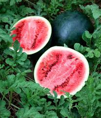 Sugar Baby Watermelon Seeds – 1g for Planting, Heirloom Variety, Sweet & Juicy, Small Round Melons, High Yield, Great for Garden Containers