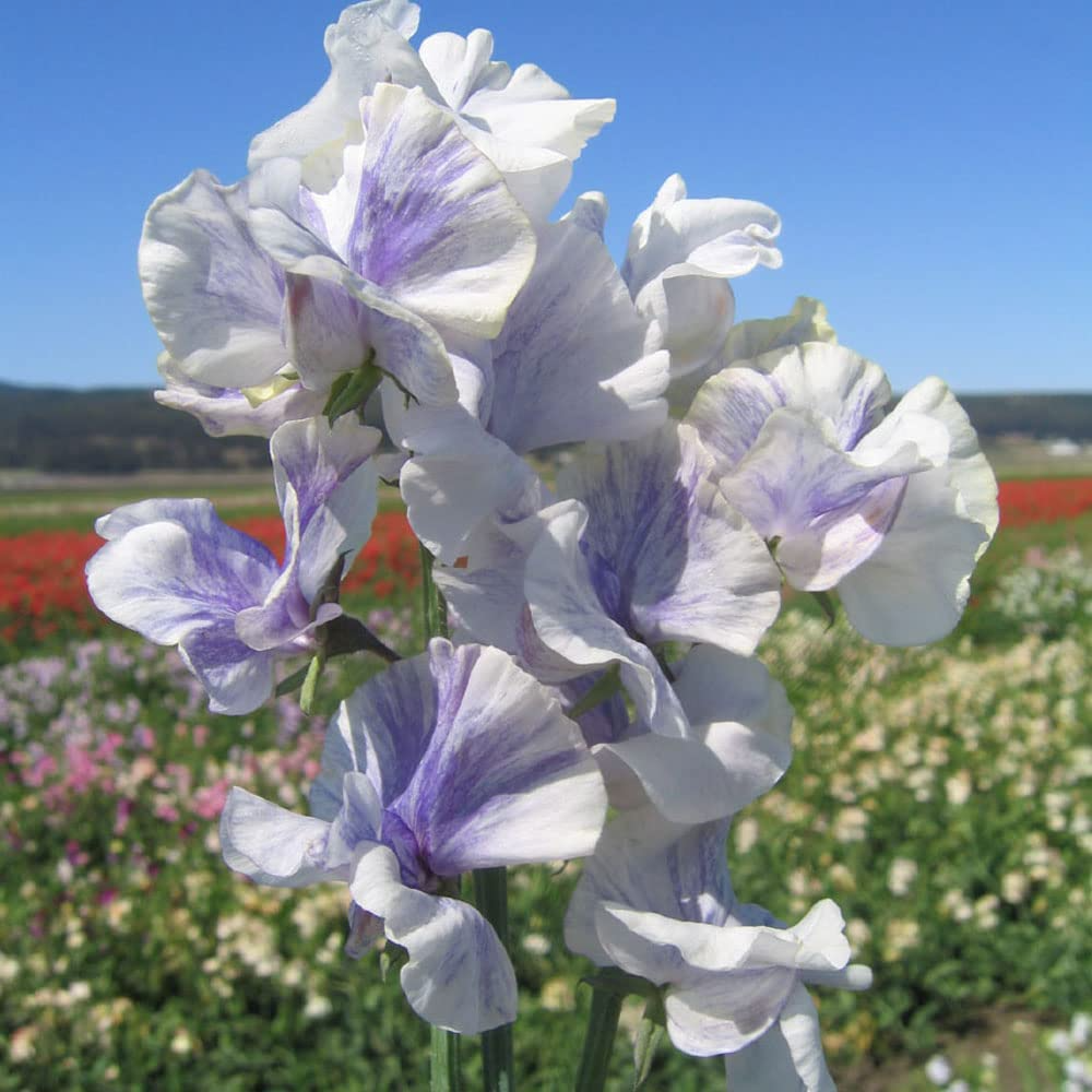 50 Blue Ripple Sweet Pea Seeds – Marbled Blue & White Fragrant Blooms for Garden Planting, Climbing Vines for Trellises – USA