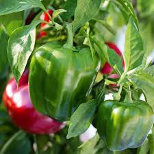 30 Seeds California Wonder 300 Sweet Bellpepper – Capsicum annuum | Heirloom Bell Peppers for Planting & Fresh Garden Harvests