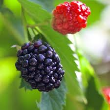 5 Bare Root Triple Crown Thornless Blackberry Plants, Rubus fruticosus, Sweet Fruit, Easy-to-Grow, High Yield