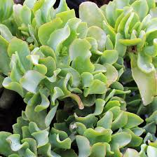 Crassula Arborescens Undulatifolia ‘Ripple Jade’ | 1 Live 3” Bare Root Plant | Wavy Leaves, Easy-Care, Unique Succulent Houseplant