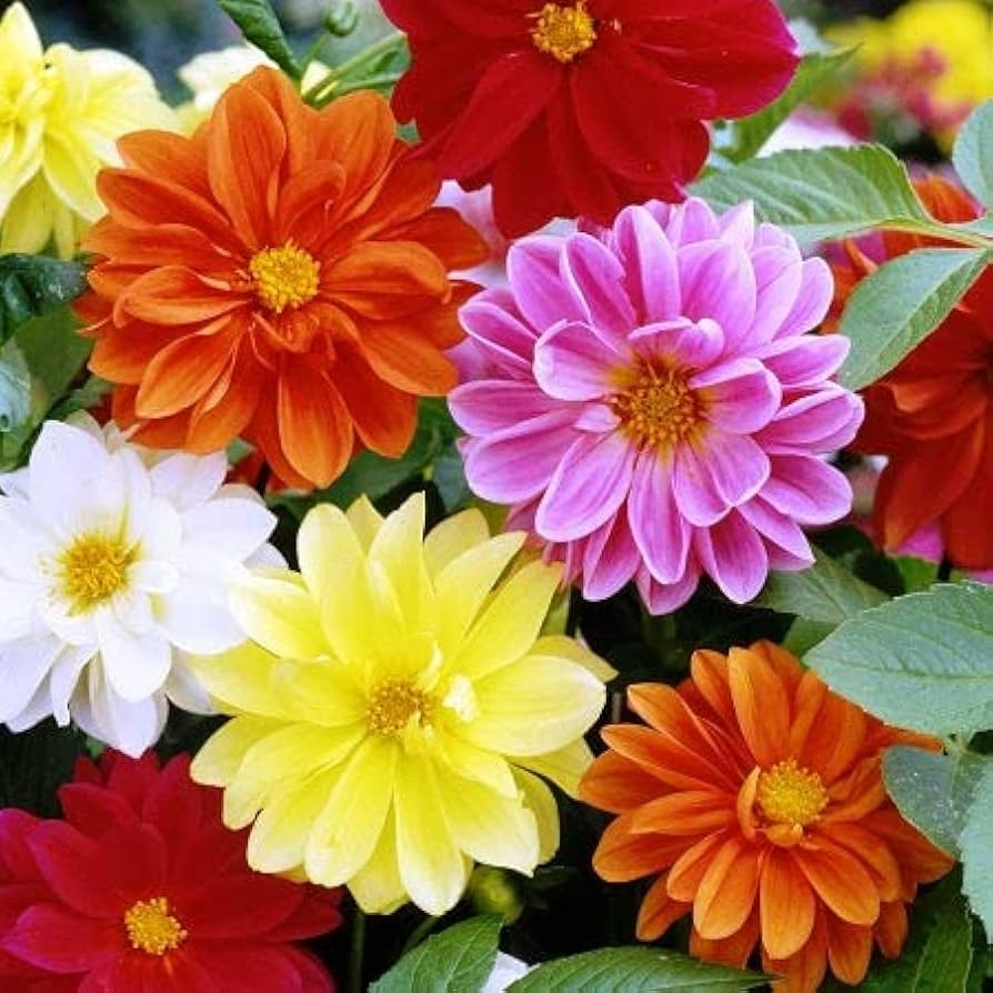 Cracker Jack Mix Marigold Seeds | Large Double Blooms | Non-GMO | | Zones 1-10