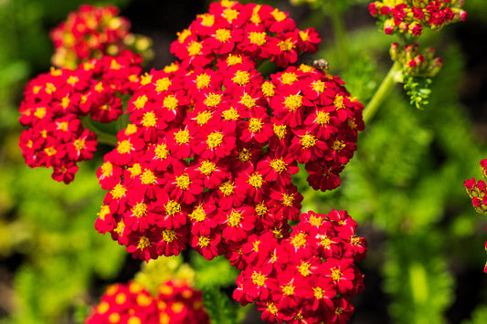 10000 Seeds Red Yarrow, Achillea Millefolium, Vibrant Perennial Pollinator Plant