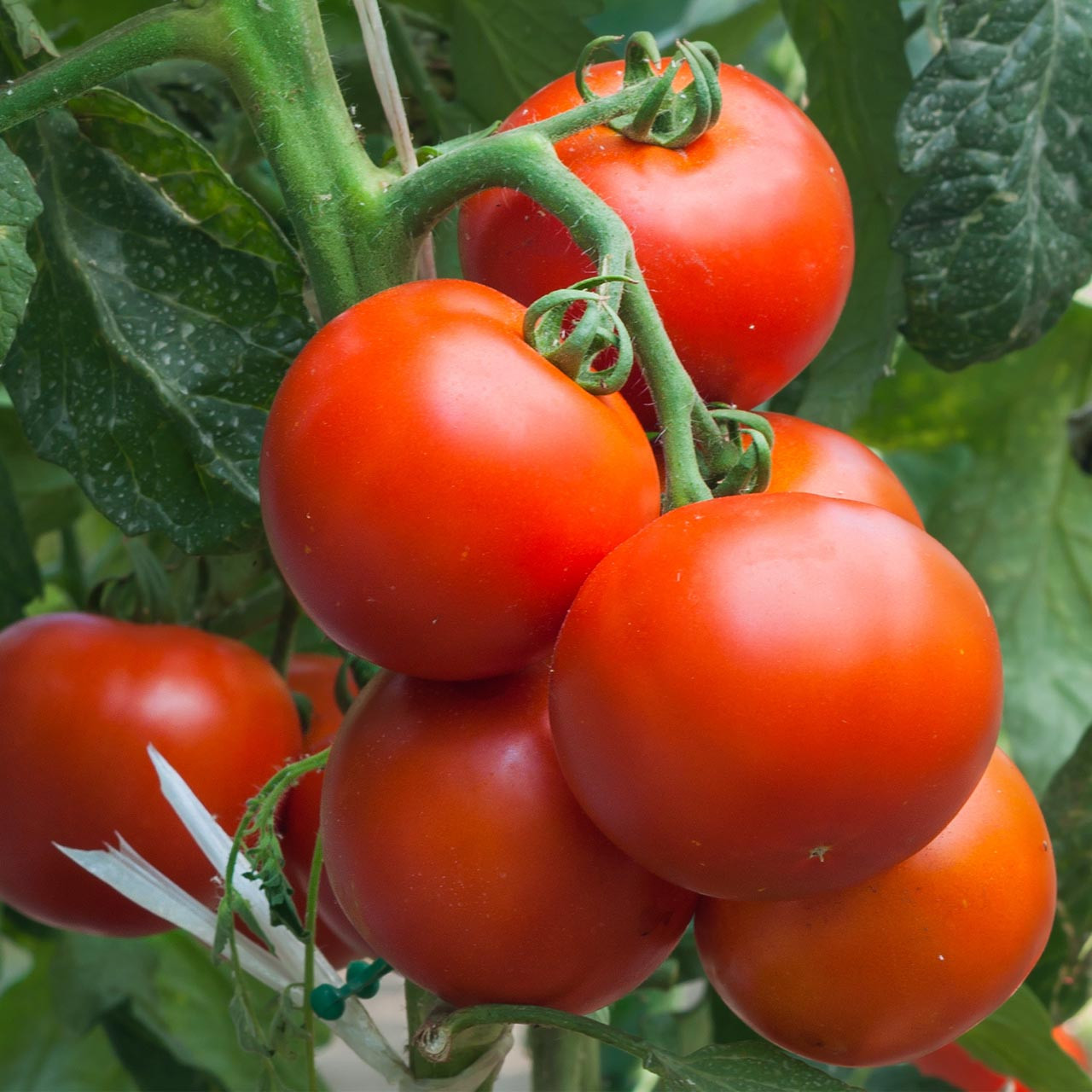 Super Sioux Tomato Seeds – 100mg for Planting, Heirloom Variety, Heat Tolerant, Juicy & Flavorful, Great for Slicing , Garden Ready