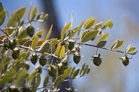 5 Seeds Jojoba (Simmondsia chinensis) for Planting | Hardy Shrub for Sustainable Landscaping, Oil Production & Wildlife Habitat