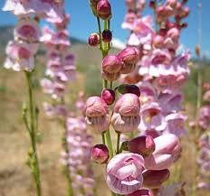 Palmer’s Penstemon Seeds – Penstemon palmeri – 100mg for Planting, Native Wildflower, Pink Fragrant Blooms, Drought-Tolerant