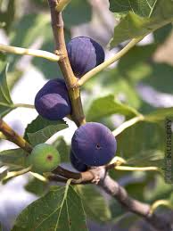 Texas Blue Giant Fig Seeds - 100 Rare Fruit Tree Seeds - USA Grown - - Sweet Blue Figs - Heat Tolerant - Home Orchard