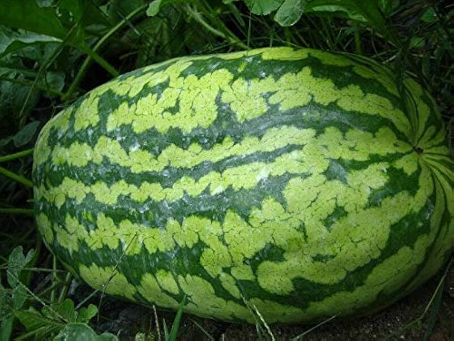 50 Carolina Cross Watermelon Giant Melon Seeds - USA Grown - - Prize-Winning Variety - Sweet Juicy Fruit - Home Garden