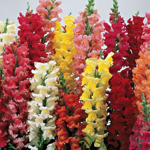 Climbing Mix Snapdragon Seeds (Antirrhinum majus) | 1000+ Seeds | Vining Snapdragon for Trellises & Vertical Gardens