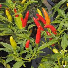 Tabasco Hot Pepper Seeds – 250mg for Planting, Extra Hot Variety, High Yield, Great for Hot Sauce & Salsas, Compact Plants, Garden Ready
