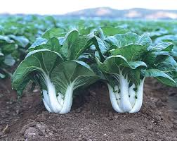 Dwarf Pak Choi Baby Bok Choy Seeds – 500mg for Planting, Heirloom Variety, Tender & Crisp, Fast Growing, Cold Hardy, Garden Container