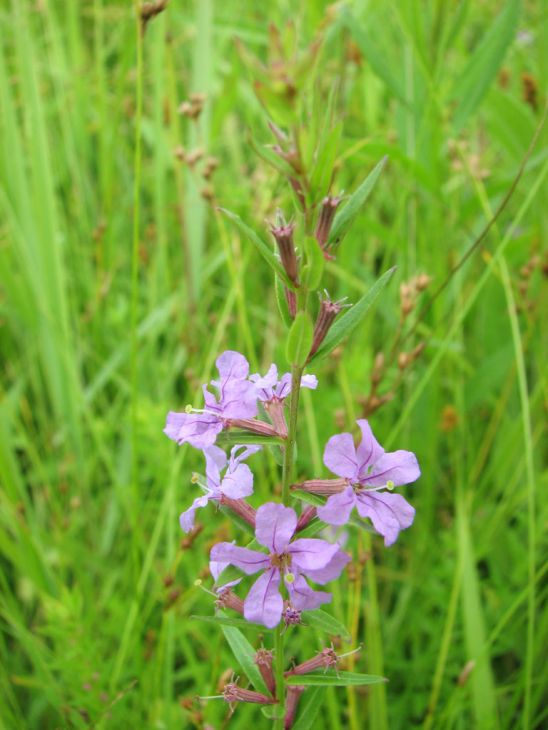 Lythrum Alatum Seeds (1000) Winged Loosestrife – Native Wildflower, Purple Blooms, Pollinator Plant