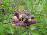 Beach Plum Tree 1 ft Tall | Prunus maritima Live Plant | Deer Resistant | Native Fruit Tree | Drought & Salt Tolerant Shrub