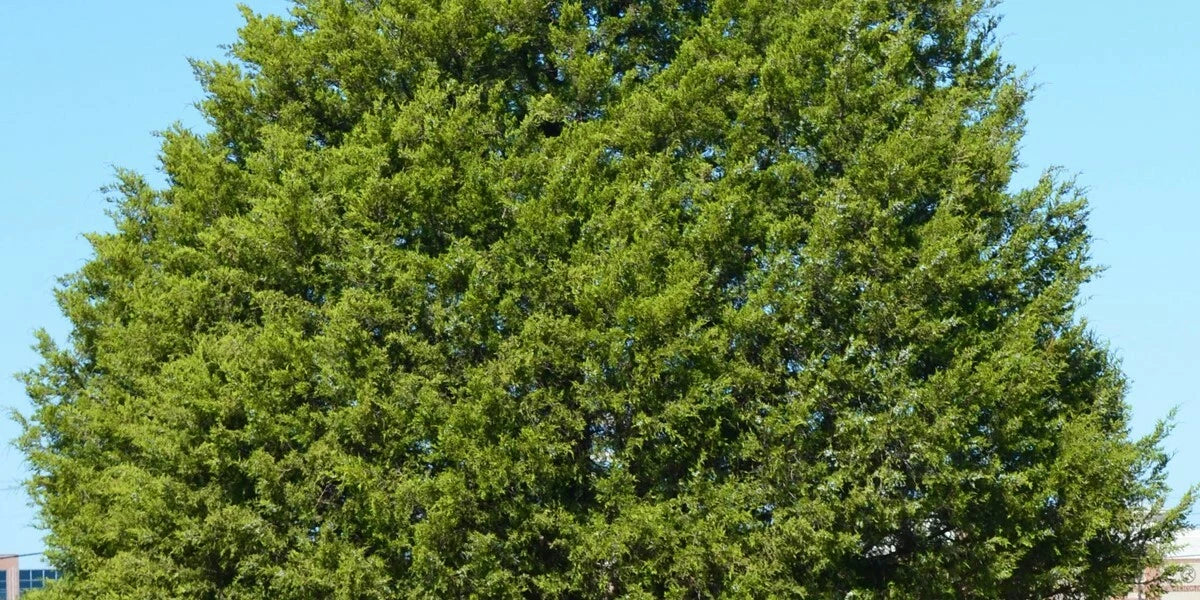 Eastern Red Cedar Tree Plant 12-18 Inch Bare Root Juniperus virginiana Hardy Zones 5-9