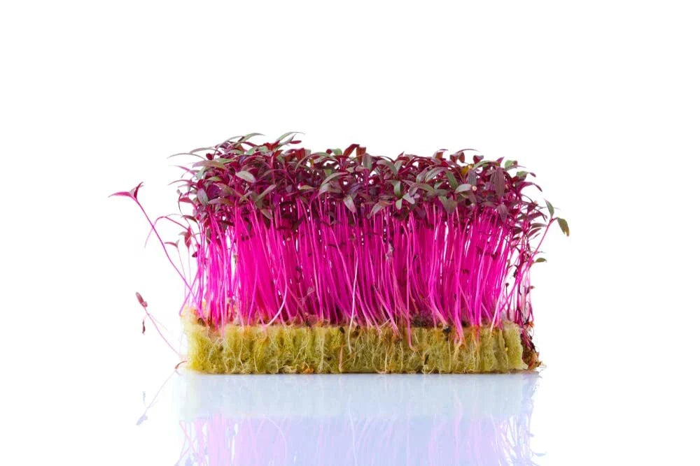 Red Amaranth Microgreen Seeds - 500 Count - Edible Sprouts for Planting - Amaranthus tricolor