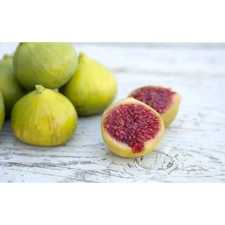 LSU Gold Fig Plant - Live Rooted Starter, Self-Pollinating, Ficus carica, Zones 7-10, Perfect for Pots, Honey-Flavored Fruit