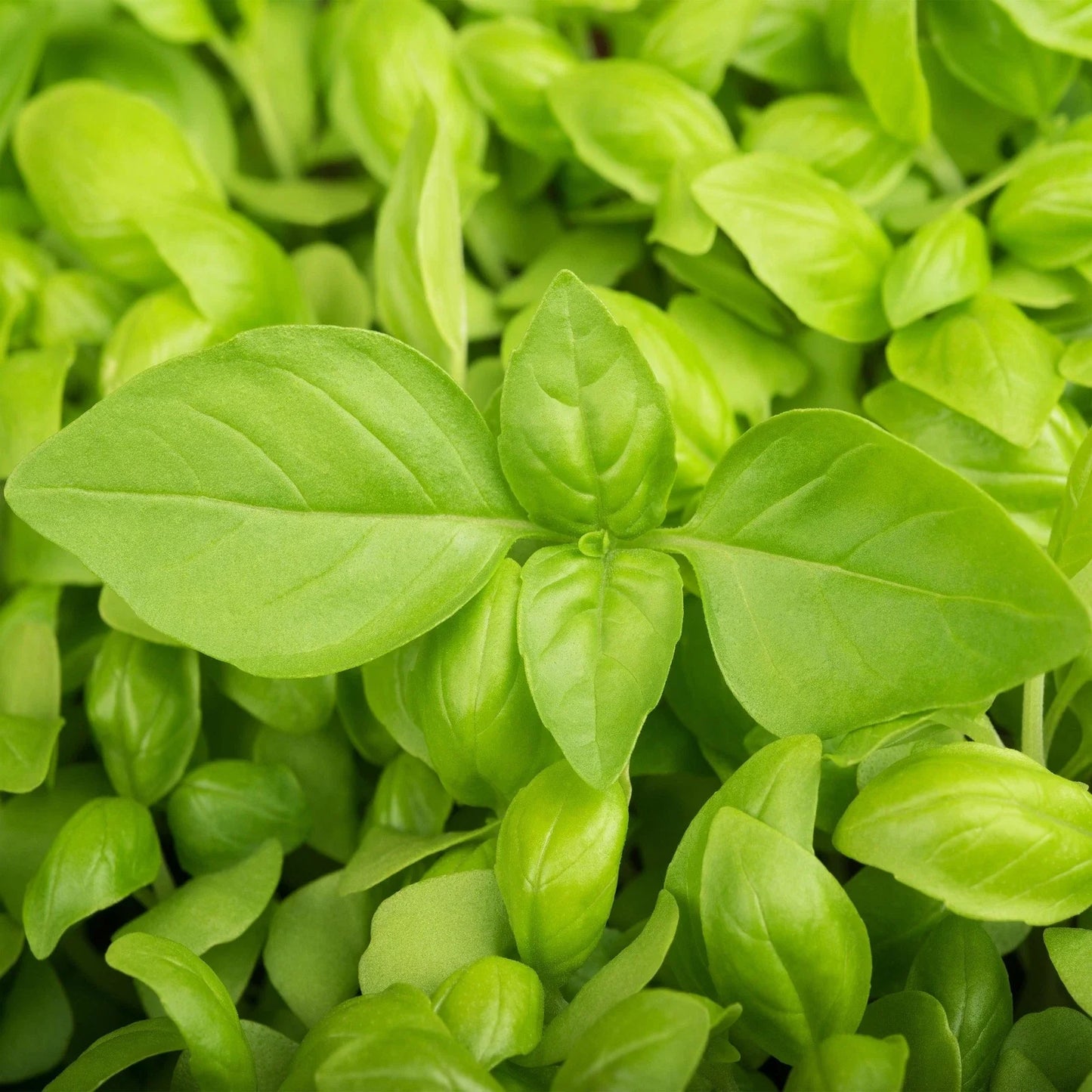 Lemon Basil Seeds - Lao Hoary Citrus Basil (Bai Manglak Ya) for 2025 Planting - Heirloom Culinary Herb