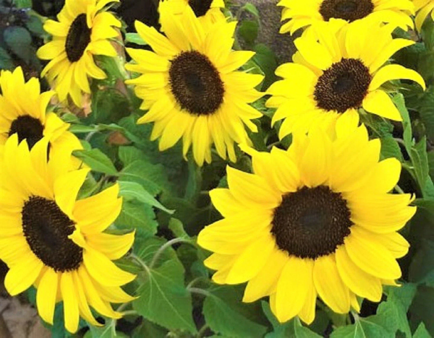 Lemon Queen Sunflower Seeds 50+ Seeds Non-GMO Helianthus annuus, Yellow Blooms, Buy 4 Get Free Shipping