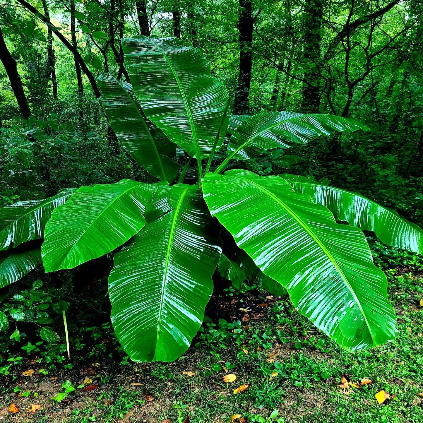 Dwarf Cavendish Banana Tree Seeds - 10 Pack - Musa acuminata - Hardy Tropical Fruit Plant
