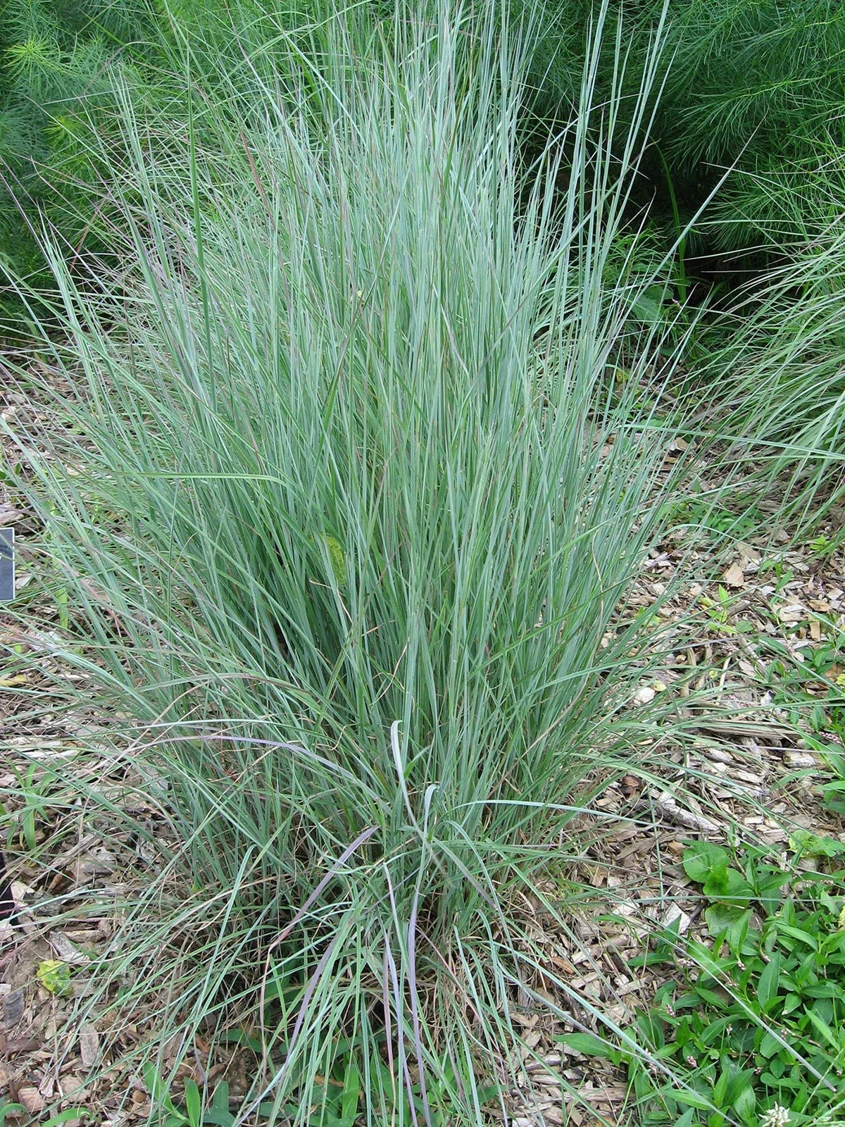 Little Bluestem Seeds - 500+ American Native Grass, Bunch Grass, Beard Grass (Schizachyrium scoparium)
