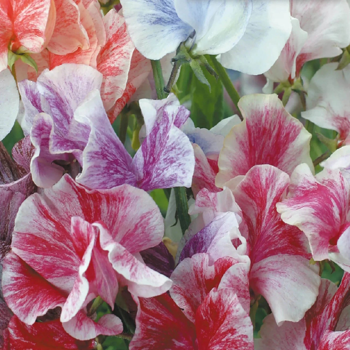 Streamer Mix Sweet Pea Seeds | Heirloom Flower Seeds | Lathyrus odoratus | Non-GMO, Organic, Free Shipping