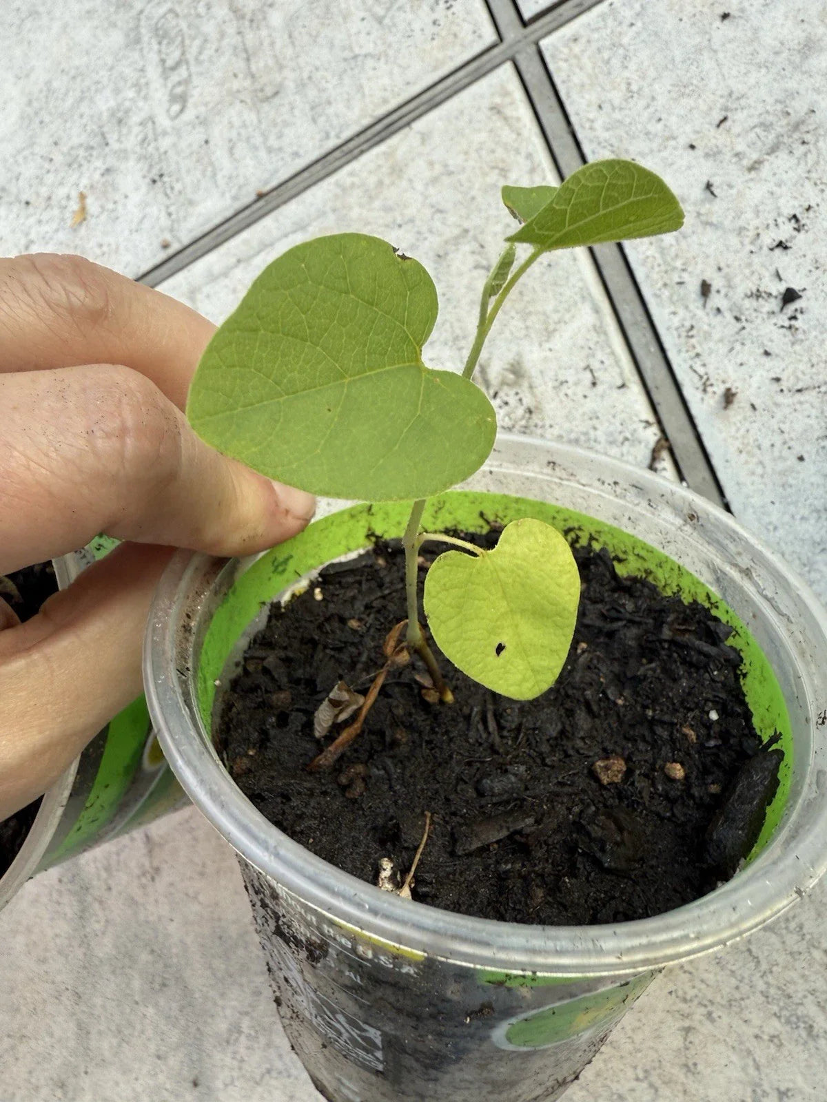 Dutchman's Pipe Plant - Live Seed Grown - Aristolochia Tomentosa - Hardy Climbing Vine
