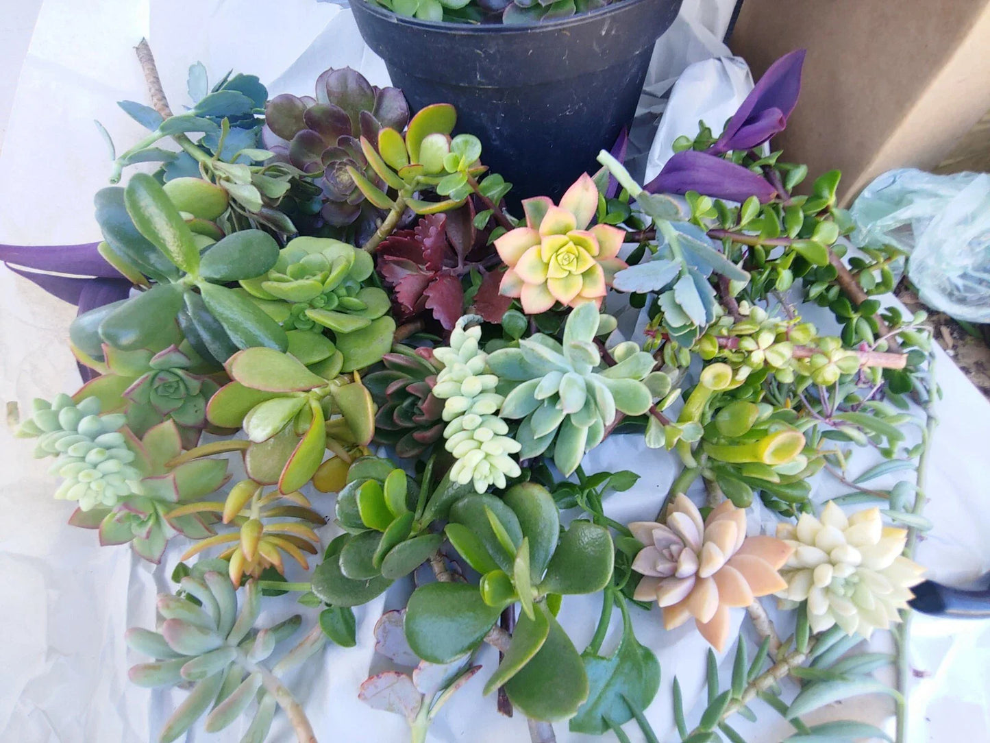 Succulent Cuttings 11 Pack Fresh Colorful Variety Echeveria, Sedum, & More
