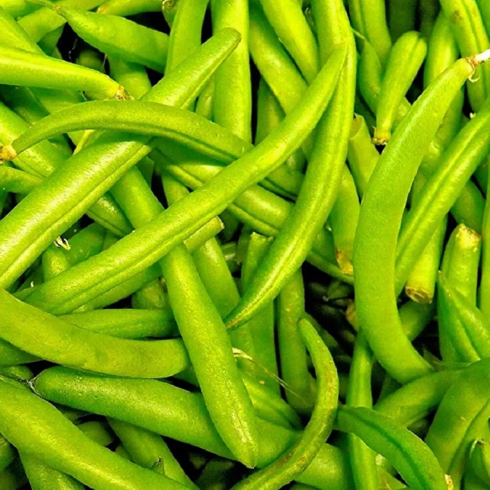 Contender Bush Bean Seeds | NON-GMO Heirloom | Fresh Garden Seeds | Phaseolus vulgaris