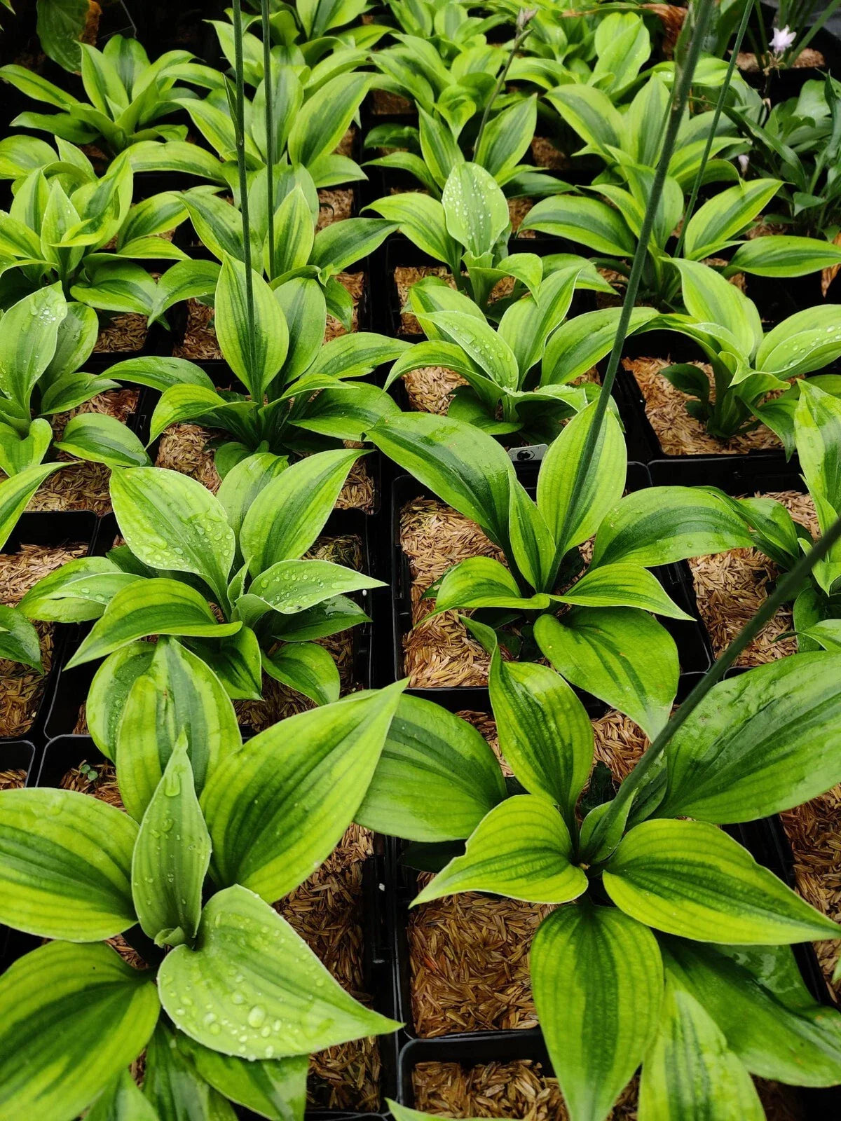 Hosta Luna Moth Perennial Shade Plant in 5.25" Pot - Well Rooted, Ideal for Gardens and Landscapes, Hosta 'Luna Moth'