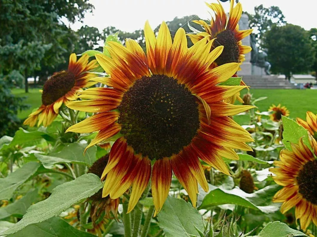Dwarf Red Giant Sunflower Seeds - 20 Pack, Exotic Multi-Head Variety, Helianthus annuus