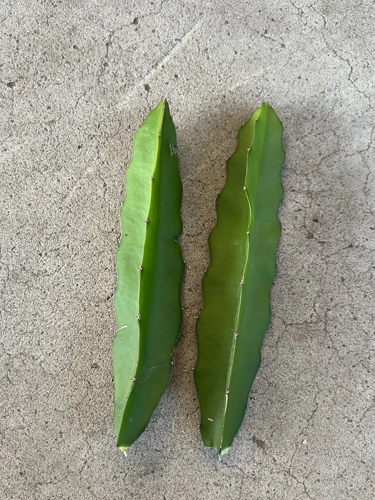 Dragon Fruit Cuttings 7” Red Flesh Self Pollinating - Hylocereus undatus - 2 Pcs Fresh Cuttings for Planting