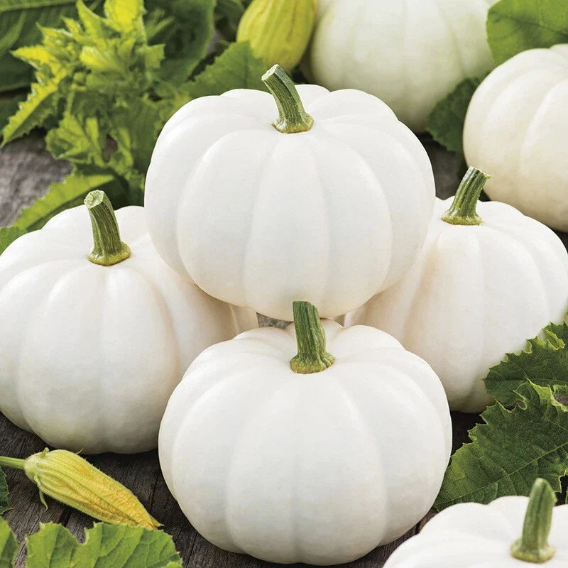 Baby Boo Pumpkin Seeds | Untreated White Mini Gourd | Fall Squash Seed 2025 | Cucurbita pepo