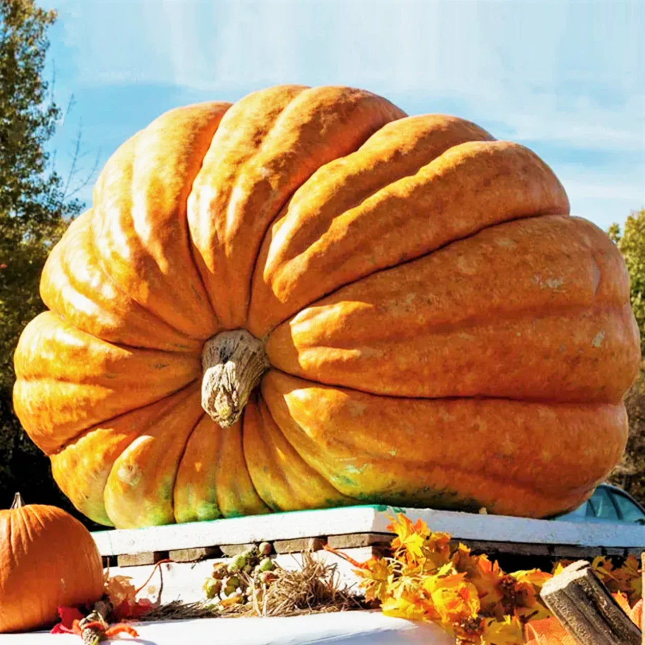 Dill's Atlantic Giant Pumpkin Seeds - Competition-Grade Huge Pumpkins - Ideal for 2025 Planting