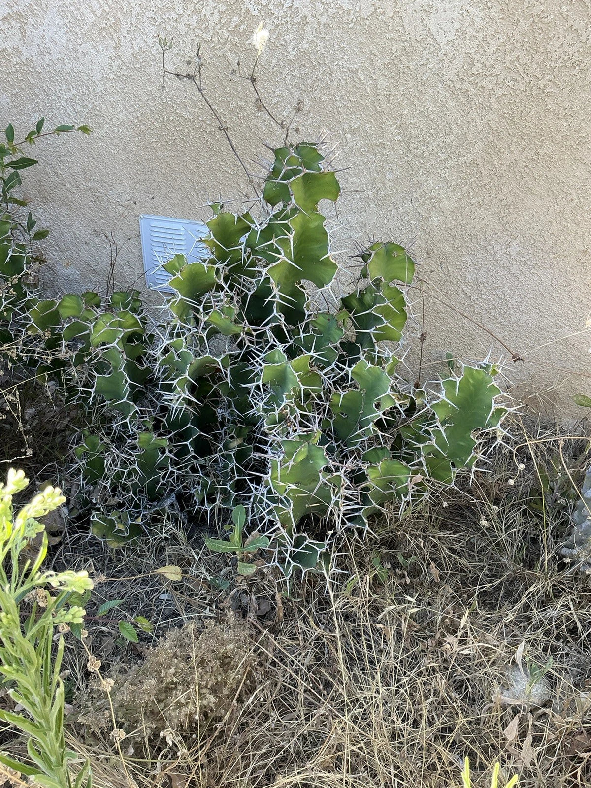 Lot of 2 Euphorbia pseudocactus Zig Zag Cactus Succulent Cuttings, 12" Long, No Roots