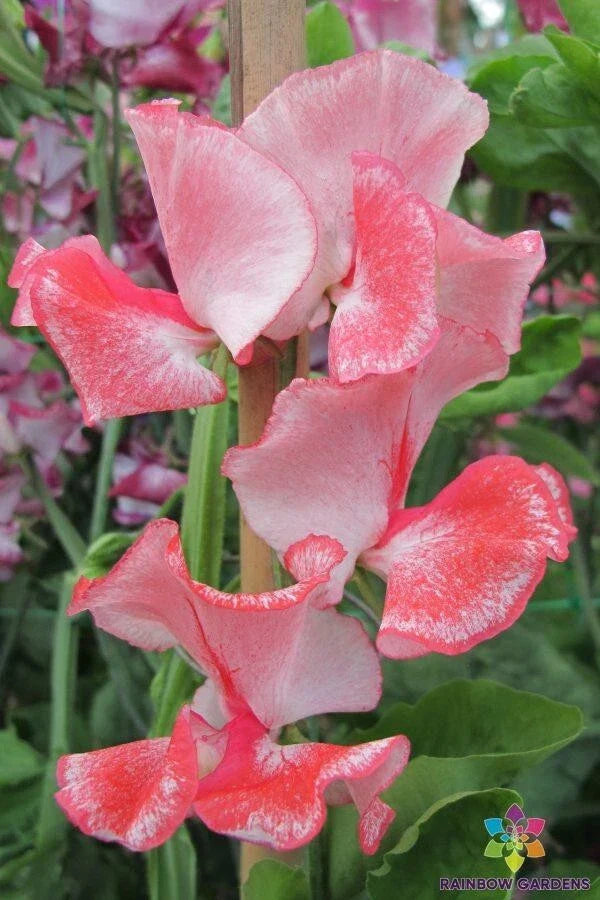 Tutti Frutti Sweet Pea Seeds - 50+ Pack for Garden Planting - Lathyrus odoratus - USA