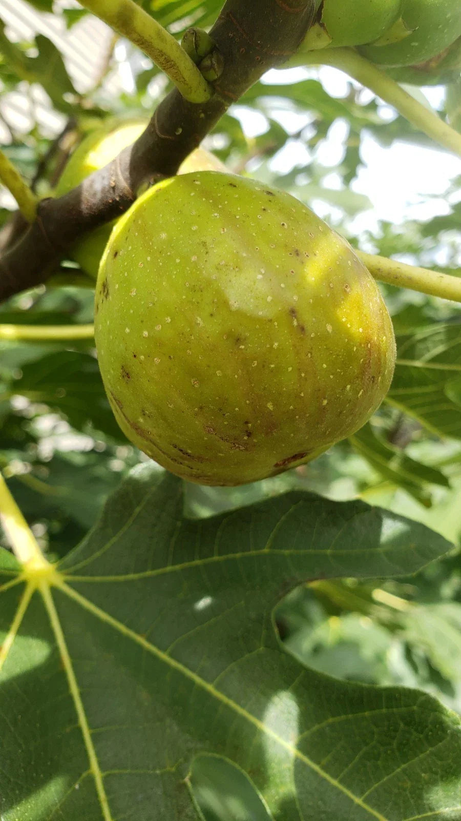 Live Fig Tree Cuttings 5pcs - Healthy Sweet Varieties - Delicious Hardy Ficus Carica