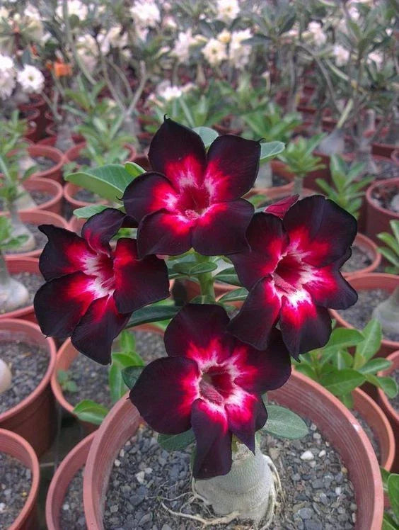 Desert Rose 4 Seeds - Pink & White Adenium Perennial Flower Seeds - US Seller