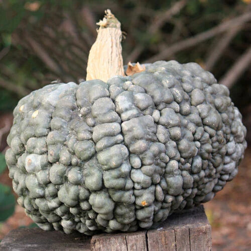 Marina Di Chioggia Squash Seeds - 25+ Heirloom Seeds for Garden Planting - Cucurbita maxima - Non-GMO