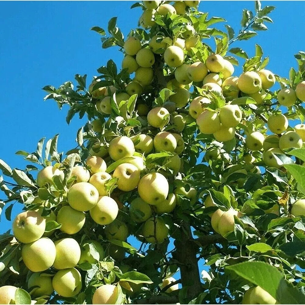 Golden Delicious Apple Tree Cuttings 16 Thin Scions for Rooting Grafting Malus domestica