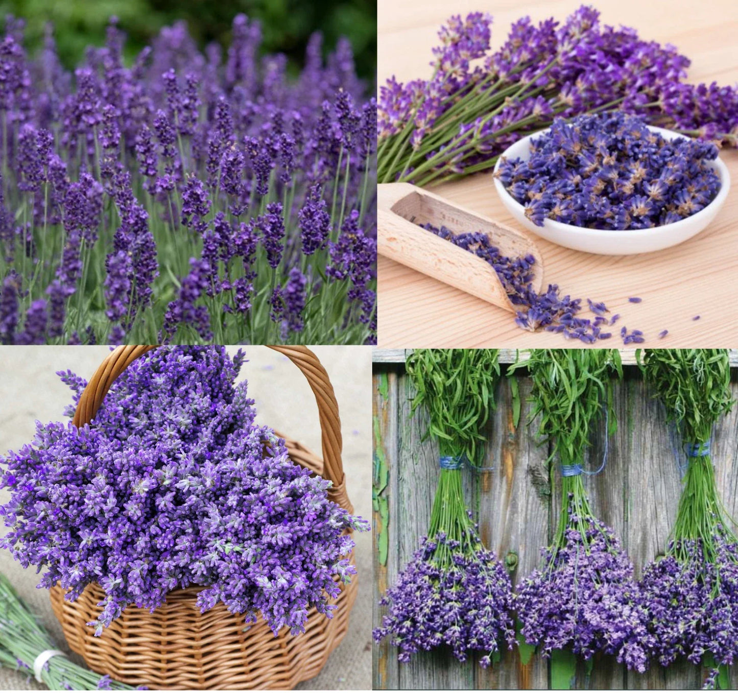 Lavender Seeds - 200 Non-GMO Seeds - Munstead & Vera Dried Medicinal Flowers - Perennial Plant Seeds