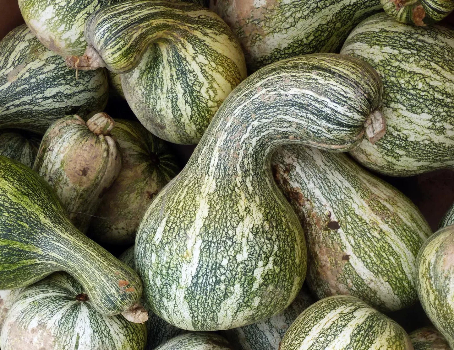 Cushaw Pumpkin Gourd Seeds | Non-GMO | Fresh Garden Seeds | Cucurbita argyrosperma