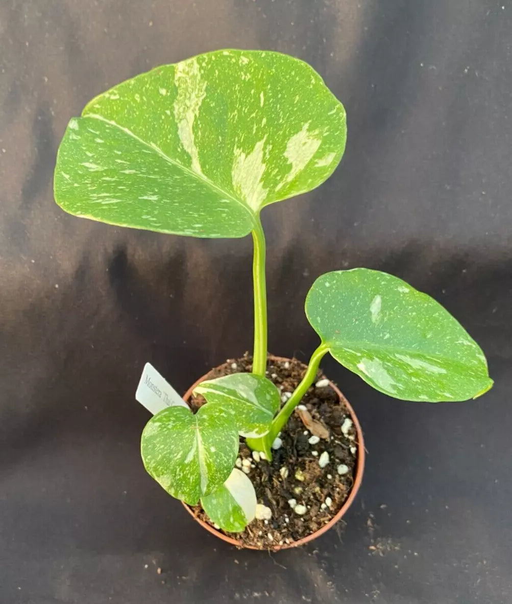 Monstera Thai Constellation Rooted Plant 3" Pot Variegated Foliage