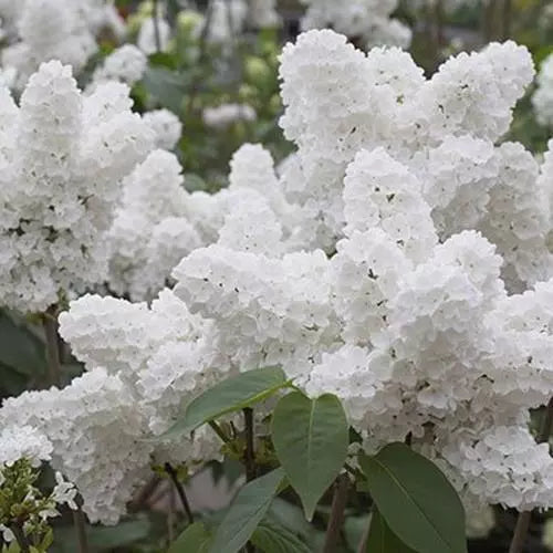 25 White Japanese Lilac Seeds - Extremely Fragrant - Syringa reticulata