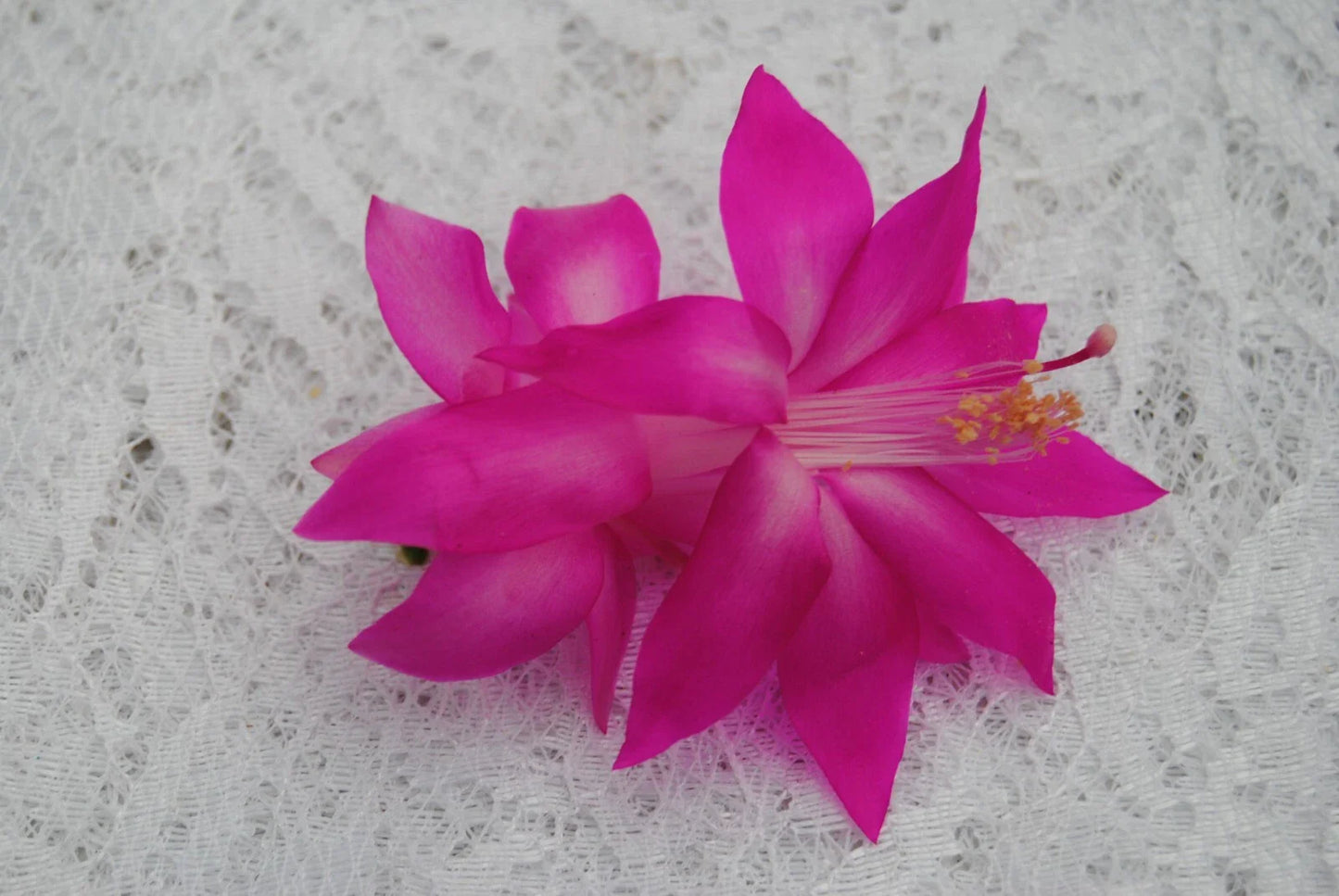 Christmas Cactus Starter Plant - Fortune Queen - Schlumbergera Truncata - Healthy Well-Rooted Small Plant