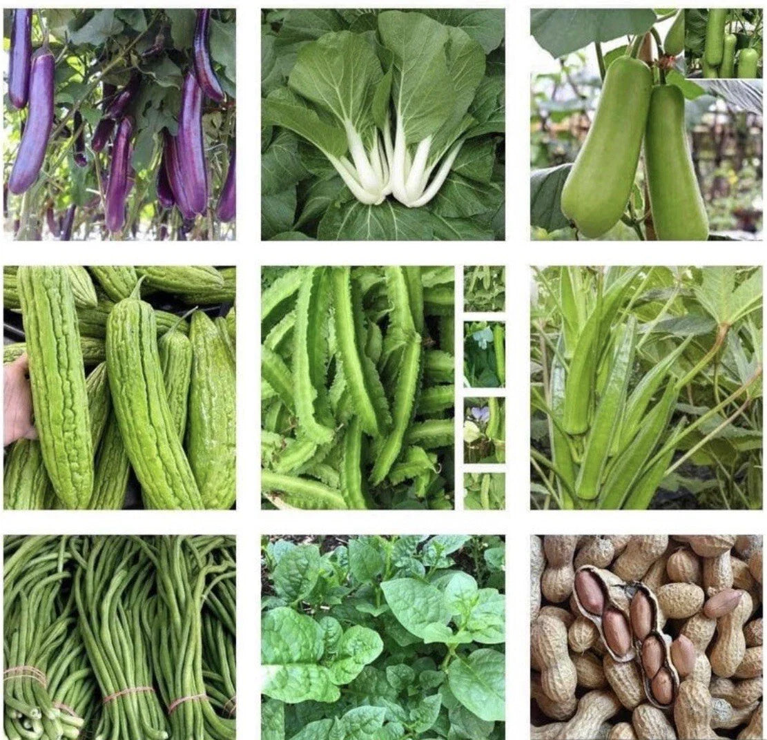 15 Packets Asian Vegetable Seeds for Planting, Non-GMO, Grow Your Own Food, Vegetable Garden Essentials