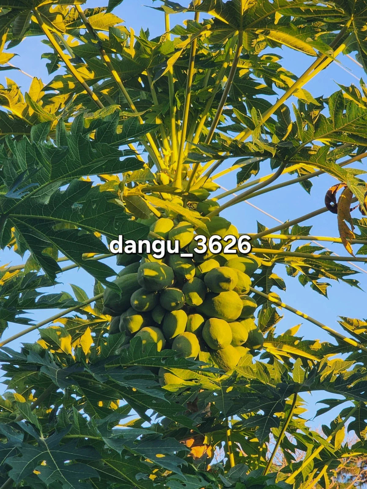 Hawaiian Papaya Tree 5"-10" Live Plant | Sweet Gold Fruit | Carica papaya | Tropical Fruit Plant