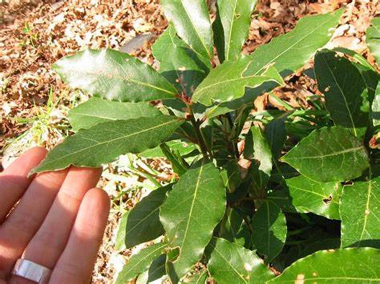 Sweet Bay Laurel Tree Seeds - Pre-Stratified 7 Seeds - Laurus nobilis - 2024 Harvest