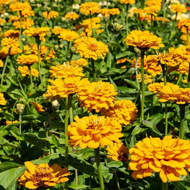 Golden State Zinnia Seeds - 100+ Pack for Garden Planting - Zinnia elegans - USA-grown, Free Shipping