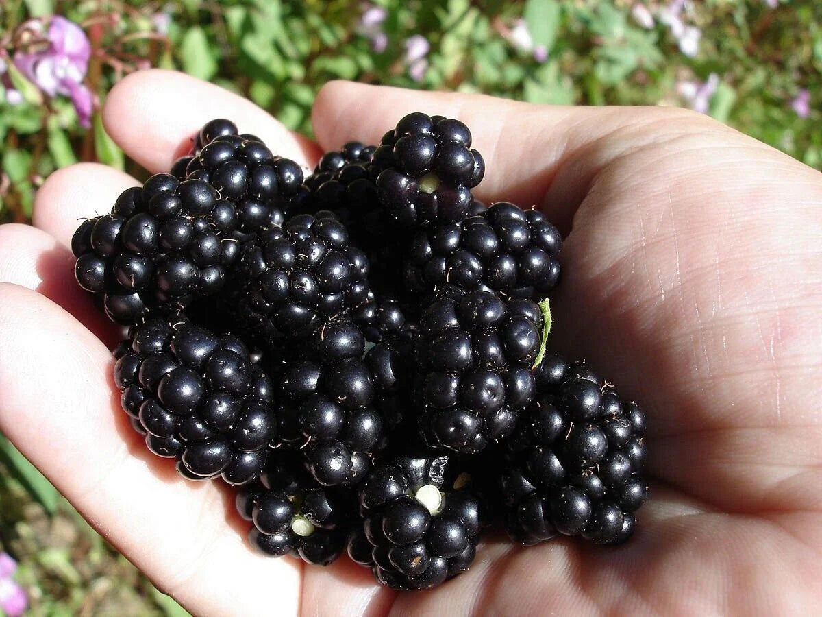 Organic Blackberry Seeds - Non-GMO Sweet Berry Seeds for Home Gardening - Rubus fruticosus